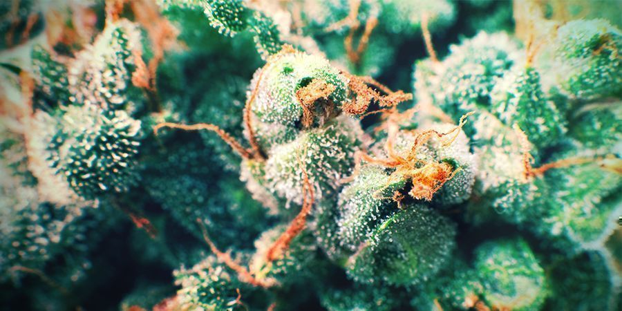 Cannabis Pelos Dorados