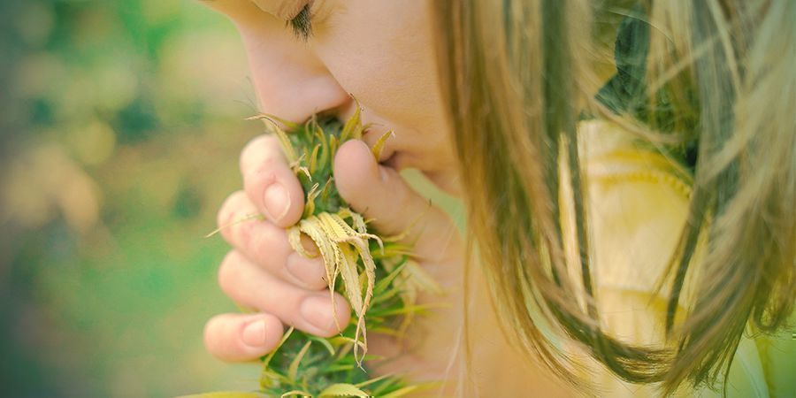 Cannabis - ¡huélelas!