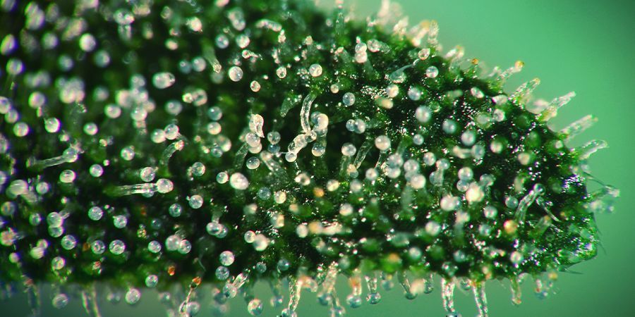 Observa Los Cristales De La Marihuana