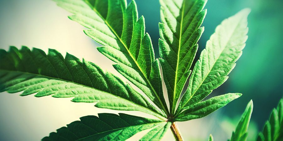 Cannabis Demasiadas Hojas