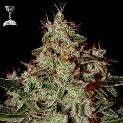 Lemon Skunk