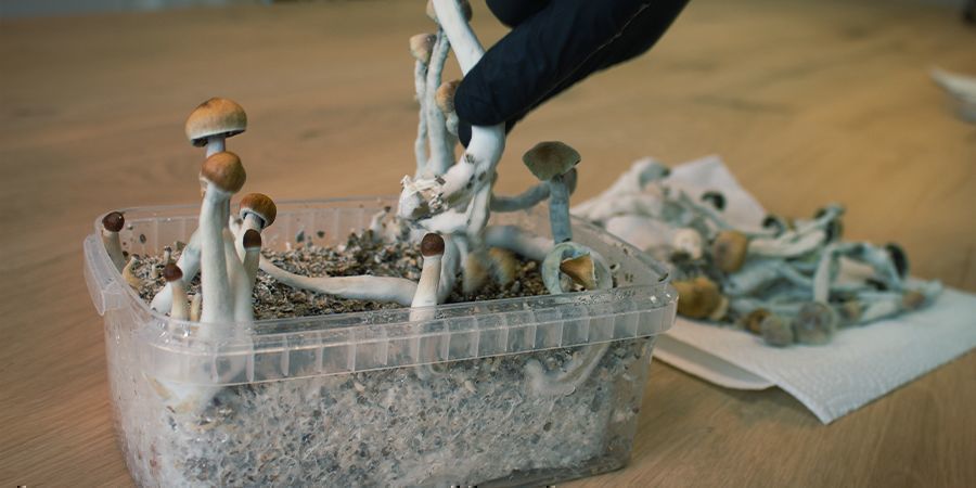 Cómo Trabajar De Forma Aséptica Con Los Kits De Cultivo De Setas Mágicas