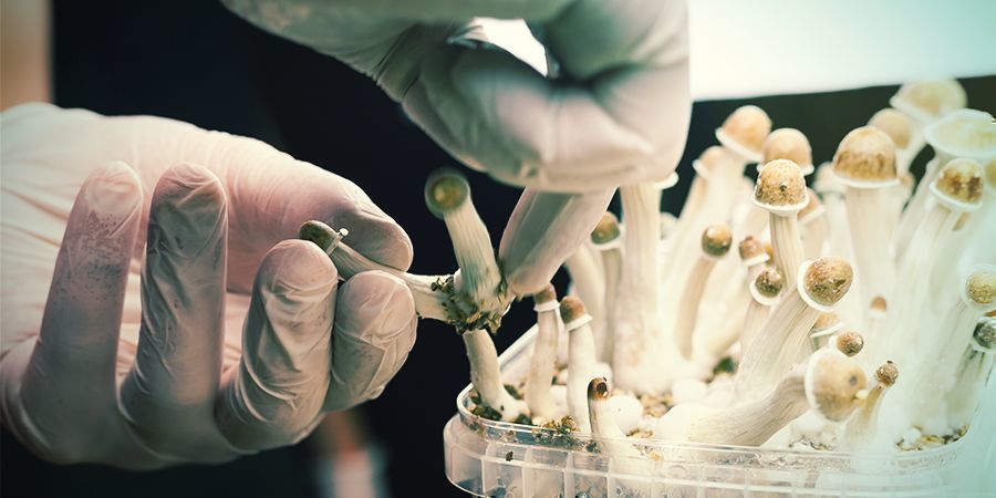 ¿Por Qué Es Esencial La Técnica Estéril Para El Cultivo De Hongos Alucinógenos?
