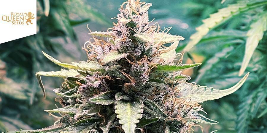 Royal AK Automatic - Royal Queen Seeds