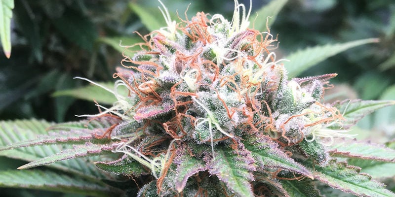 Great White Shark