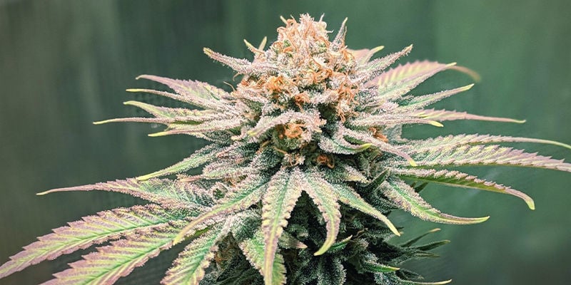 Jack Herer