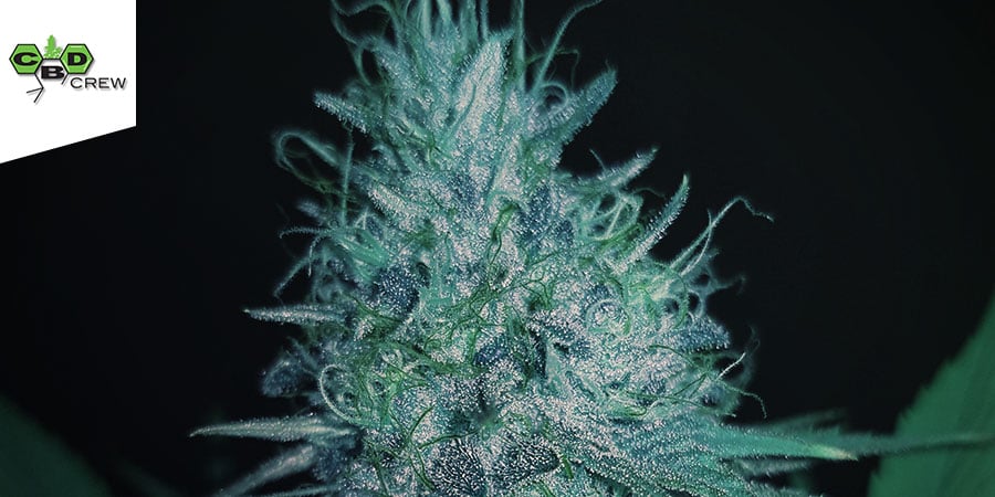 CBD Therapy CBD Crew