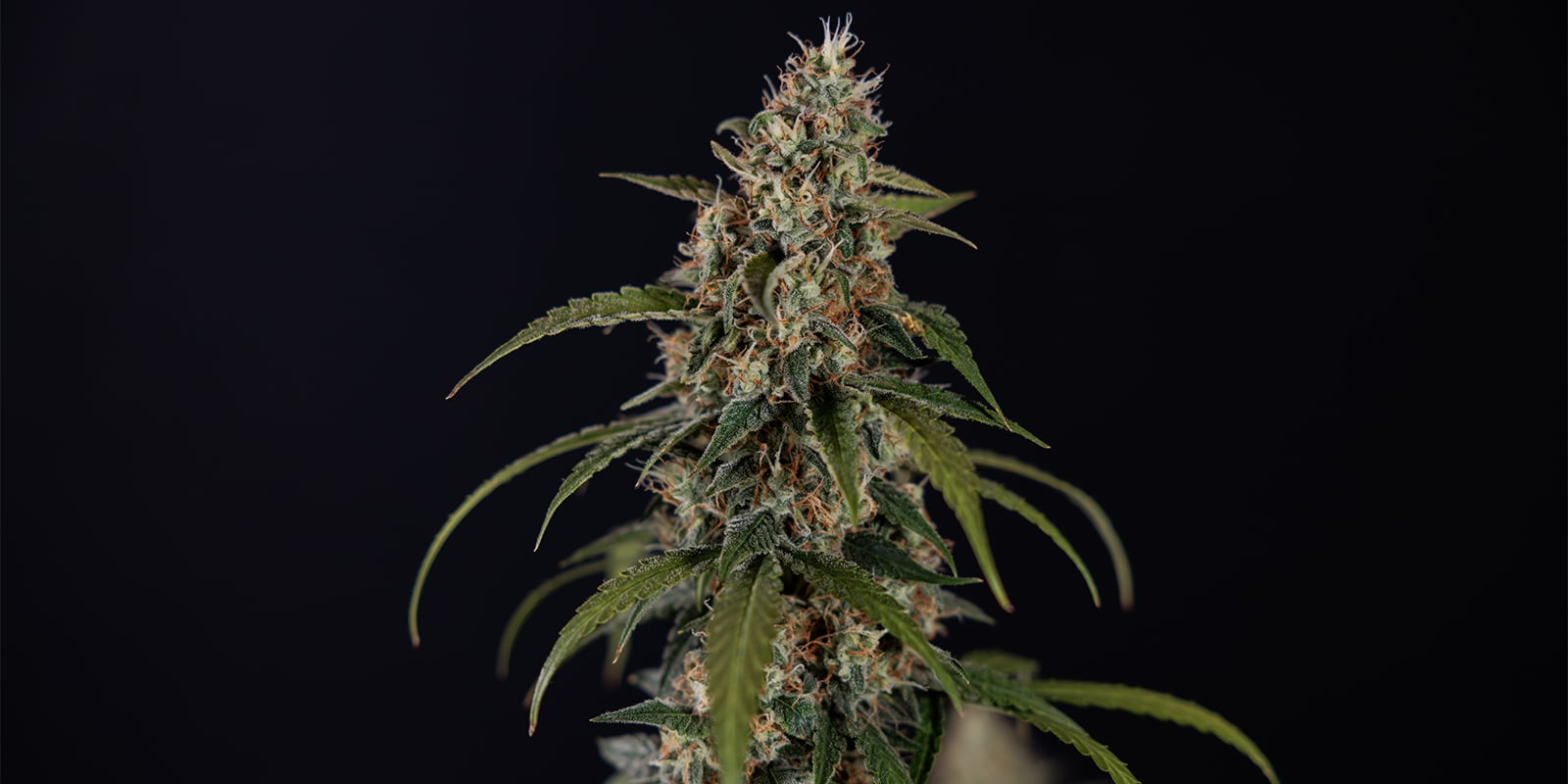 Durban Poison (Dutch Passion) Durban Poison (Dutch Passion)