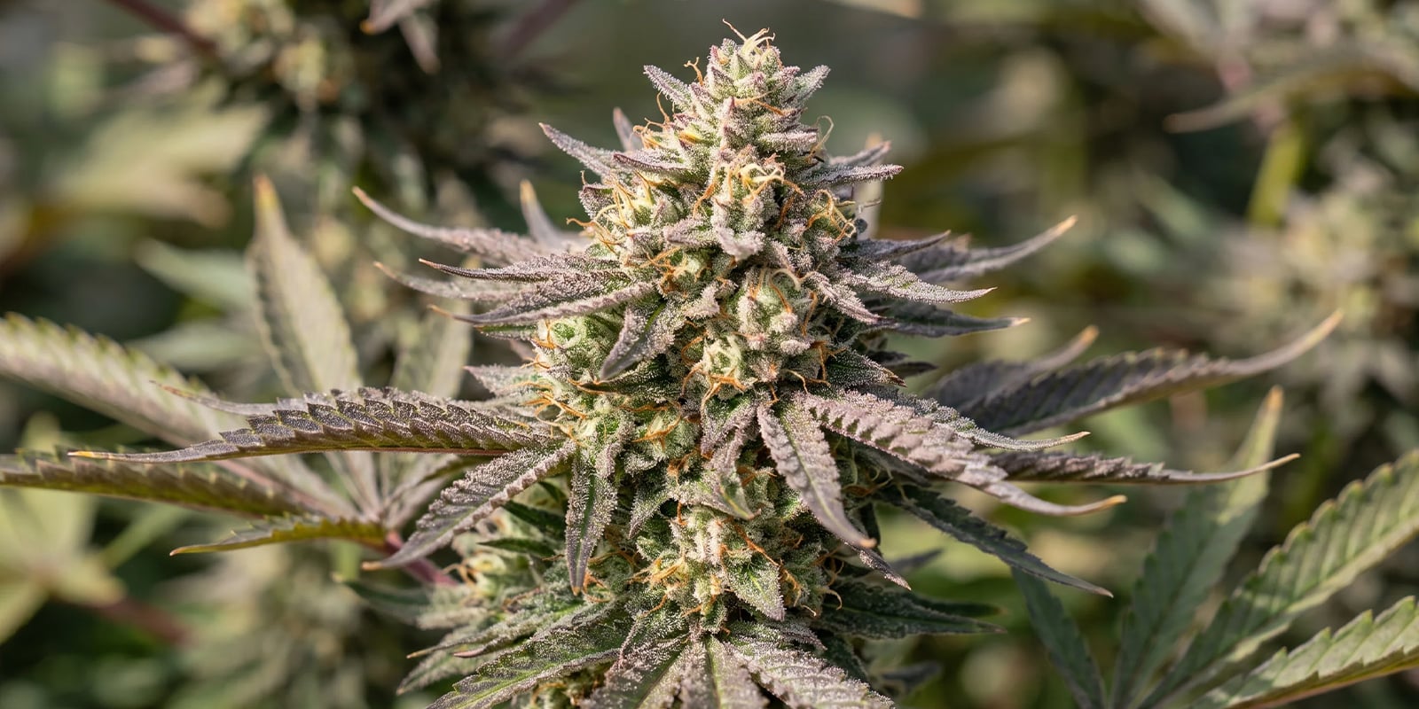 Gelato (Zamnesia Seeds) Gelato (Zamnesia Seeds)