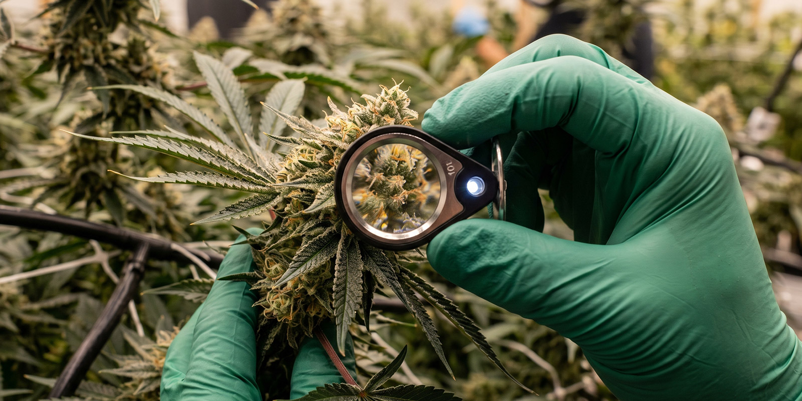 Variedades de cannabis originales y su influencia en el cannabis moderno Variedades de cannabis originales y su influencia en el cannabis moderno