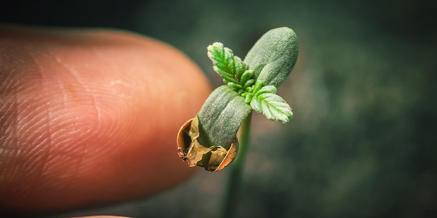 Germinar Semillas De Marihuana En Tierra Germinar Semillas De Marihuana En Tierra