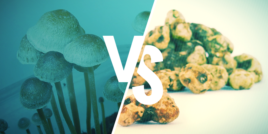 Diferencia Entre Las Setas Mágicas Y Las Trufas Mágicas Diferencia Entre Las Setas Mágicas Y Las Trufas Mágicas
