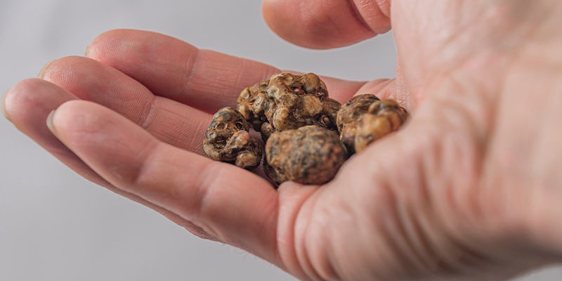 ¿Producen las trufas mágicas diferentes efectos que las setas?