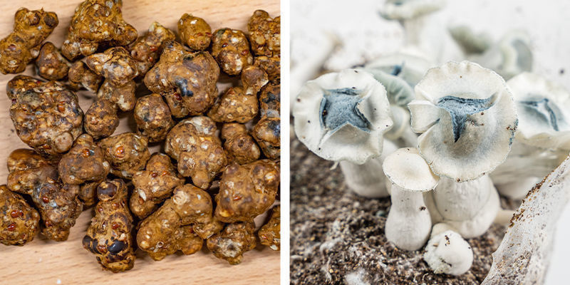 ¿Qué son las trufas y las setas alucinógenas?