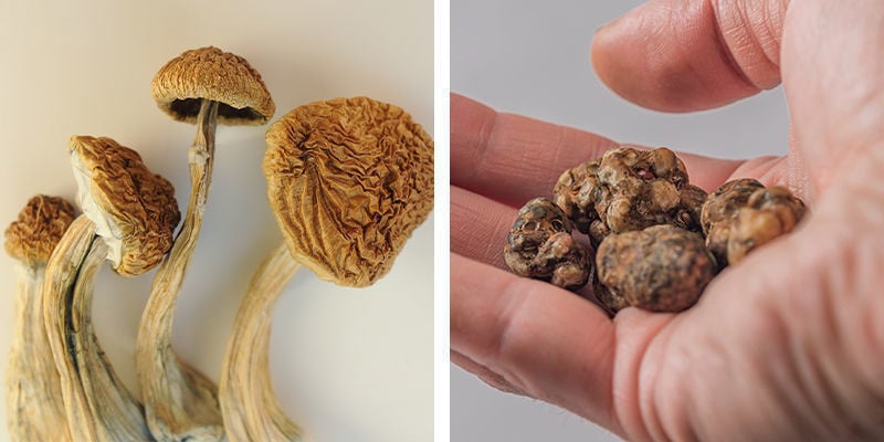 ¿Qué es mejor para los principiantes? ¿Trufas o setas alucinógenas?