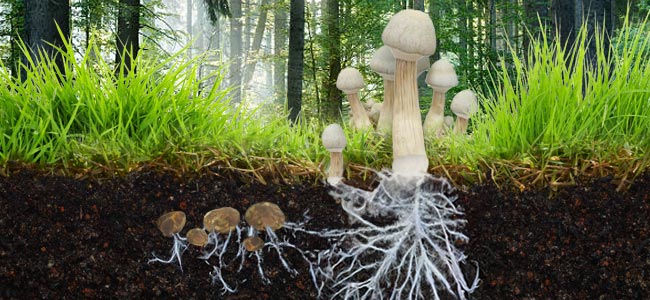 Magic Mushrooms And Magic Truffles magic mushrooms and magic truffles