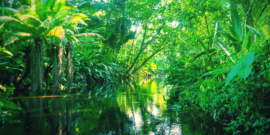 Historia De La Ayahuasca Historia De La Ayahuasca