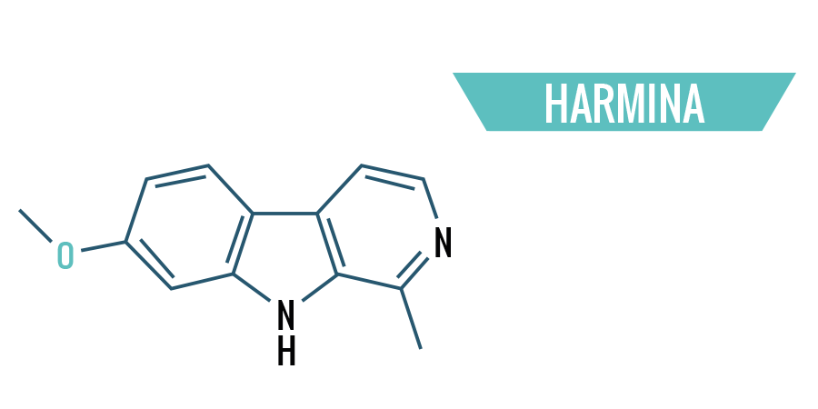 Harmina Harmina