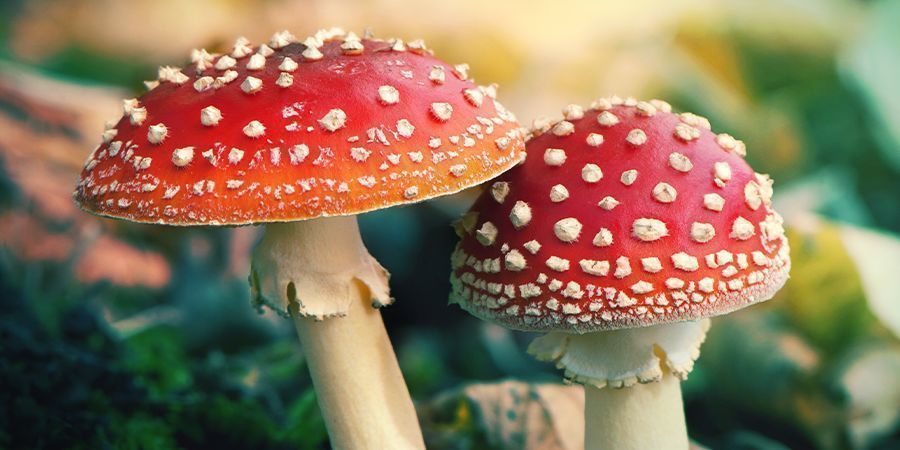 ¿Que Es La Amanita Muscaria?