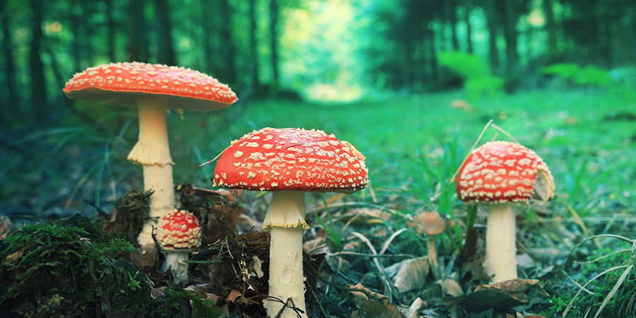 Amanita Muscaria: Aspecto Amanita muscaria: Aspecto