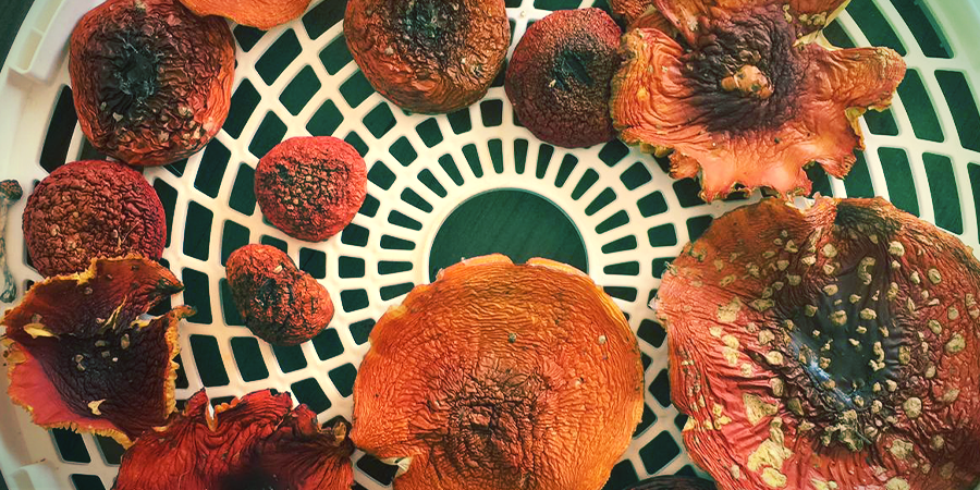 Amanita Muscaria: Uso & Uso Medicinal Amanita muscaria: Uso & Uso medicinal