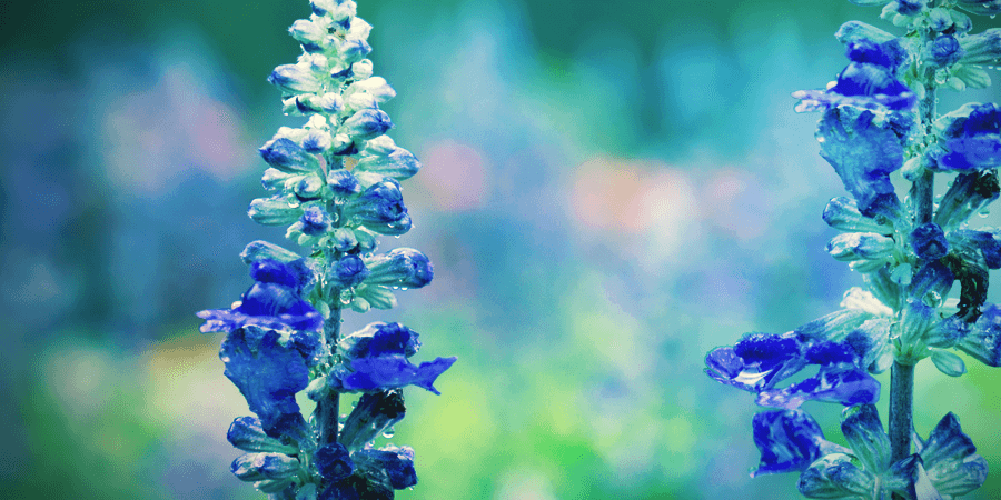 ¿Cómo Se Consume La Salvia Divinorum? ¿CÓMO SE CONSUME LA SALVIA DIVINORUM?