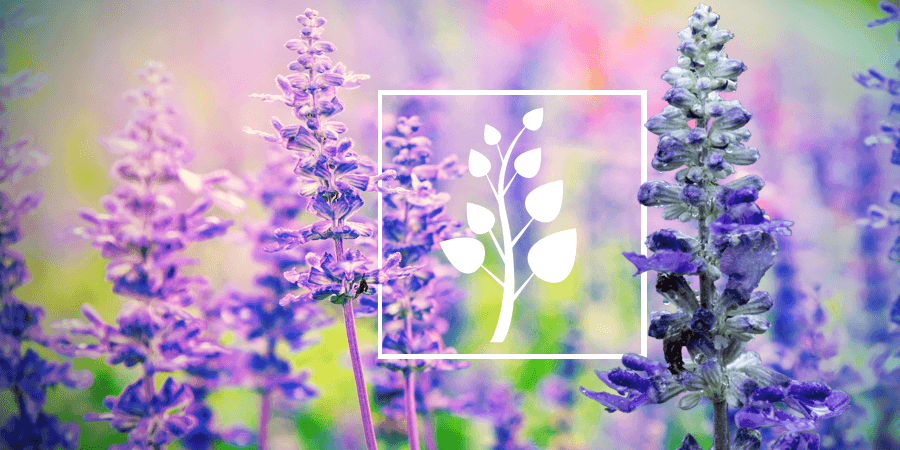 Salvia: Todo Lo Que Hay Que Saber