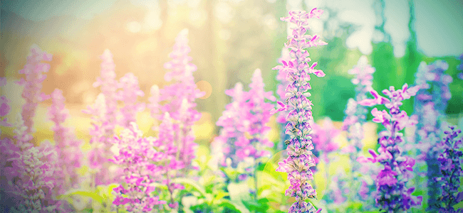 Salvia: Todo Lo Que Hay Que Saber