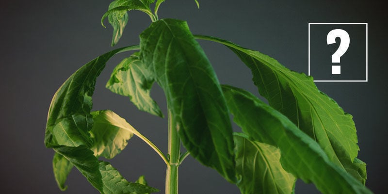 ¿CÓMO SE CONSUME LA SALVIA DIVINORUM?