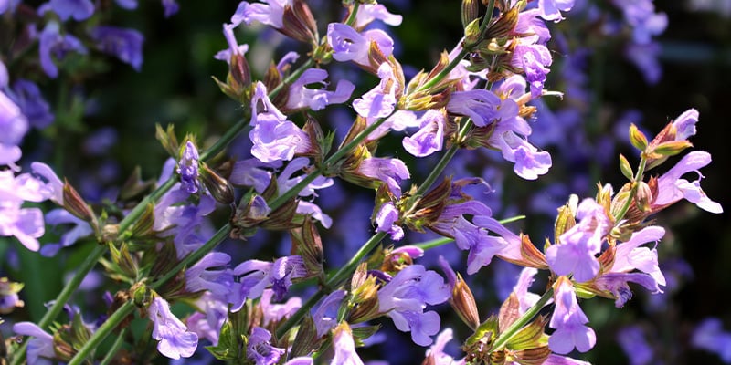 Consume Salvia divinorum de forma segura