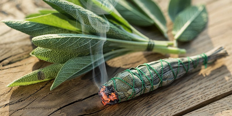 Dosificación y métodos de consumo de la Salvia divinorum