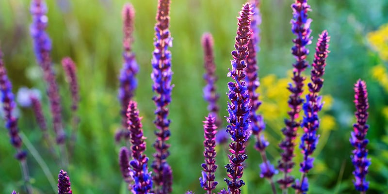 ¿Qué es la Salvia divinorum?