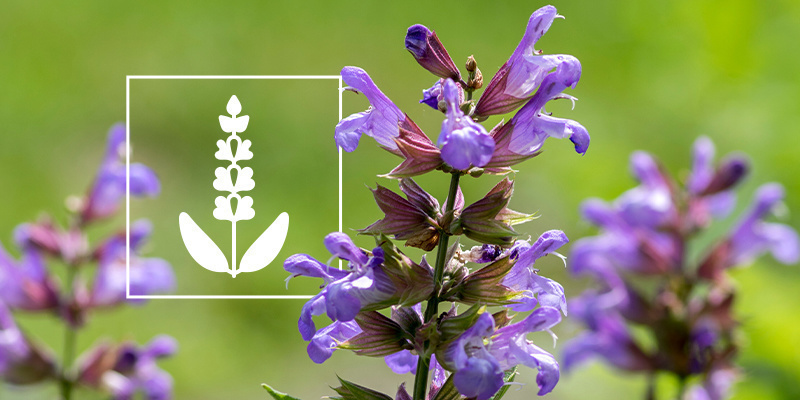 Salvia divinorum: Todo lo que necesitas saber