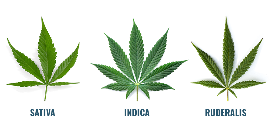 Que Es El Cbd Zamnesia Que Es El Cbd Zamnesia