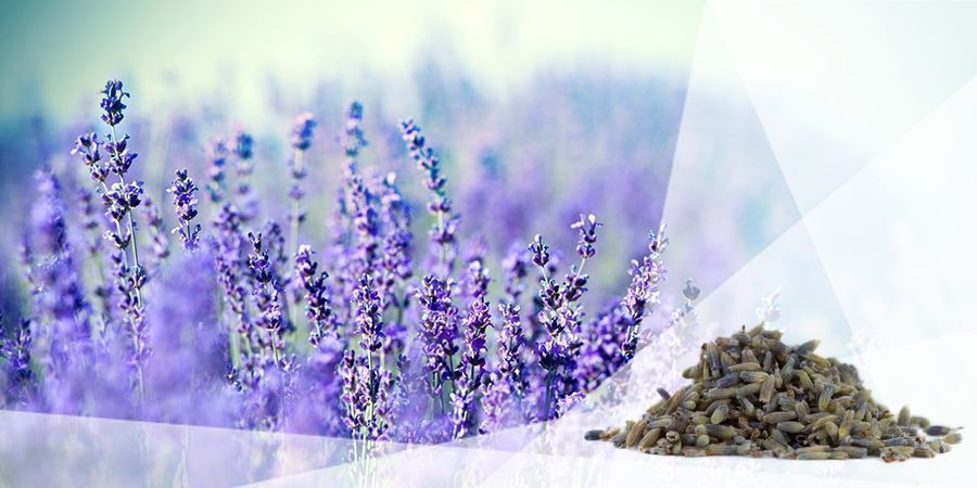 Lavanda