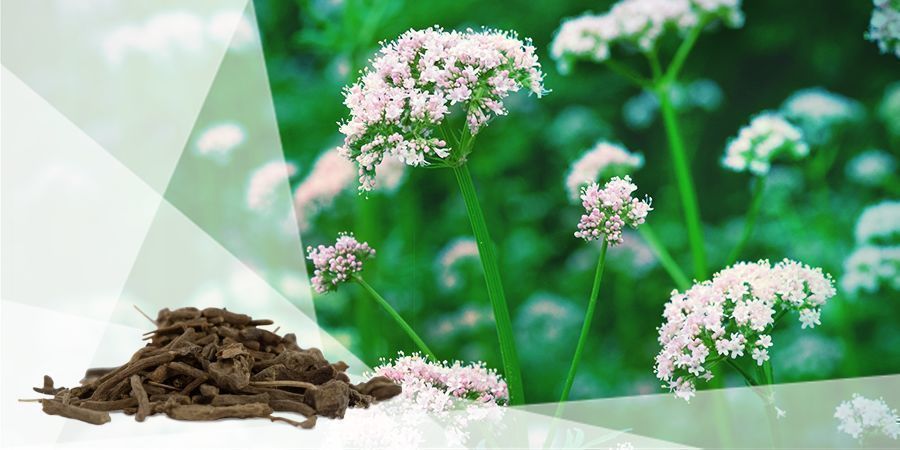 Valeriana