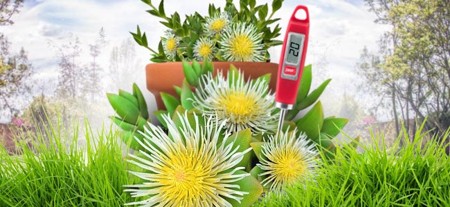 Kanna (Sceletium Tortuosum) Kanna (Sceletium Tortuosum)