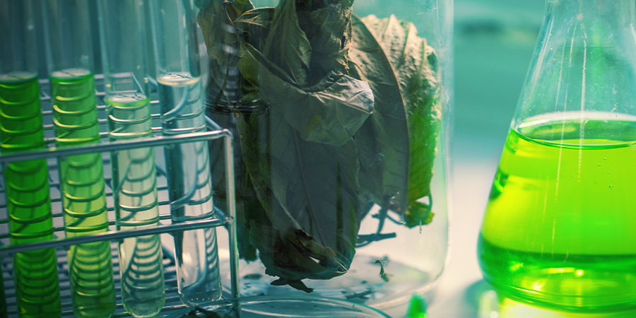 Química Del Kratom Química Del Kratom