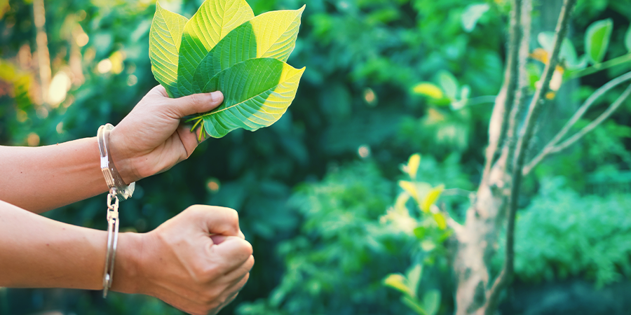 El Consumo De Kratom Continúa A Pesar De La Legislación El Consumo De Kratom Continúa A Pesar De La Legislación