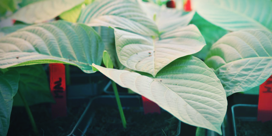 Los Mejores Suelos Para El Cultivo De Kratom Los Mejores Suelos Para El Cultivo De Kratom
