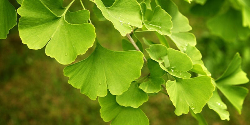 Gingko Biloba
