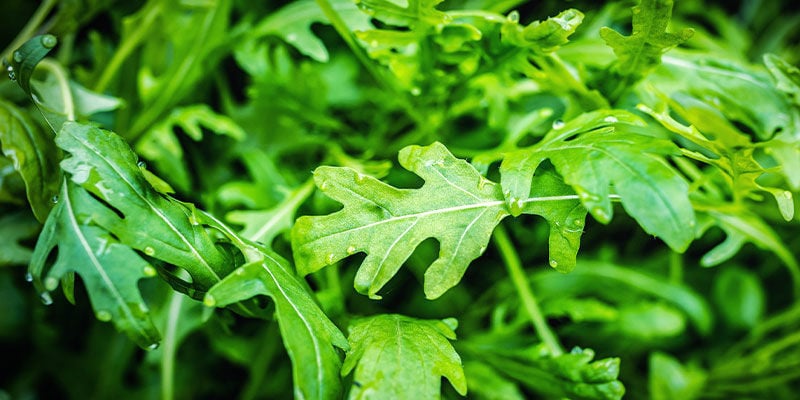 LECHUGA SILVESTRE: 140 °C / 284 °F