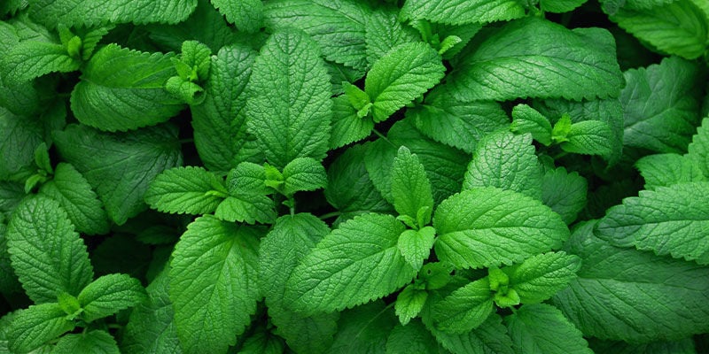 MENTA PIPERITA: 160 °C / 320 °F