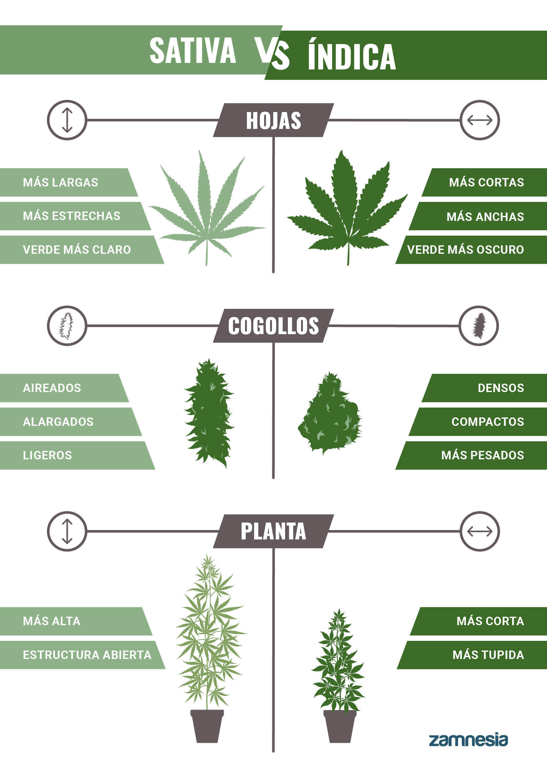 Indica VS Sativa