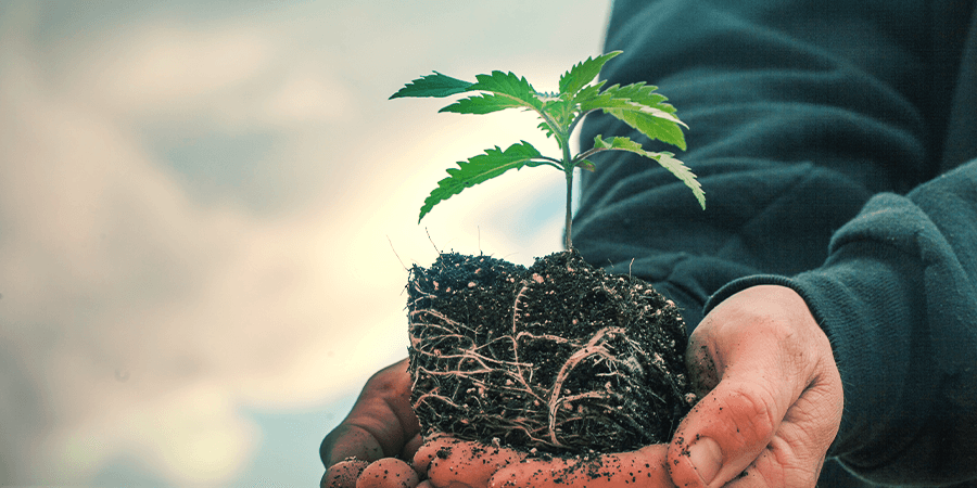 Sativa Vs. Indica: Diferencia En El Crecimiento