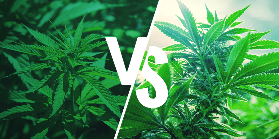 Sativa vs. Indica: Efectos