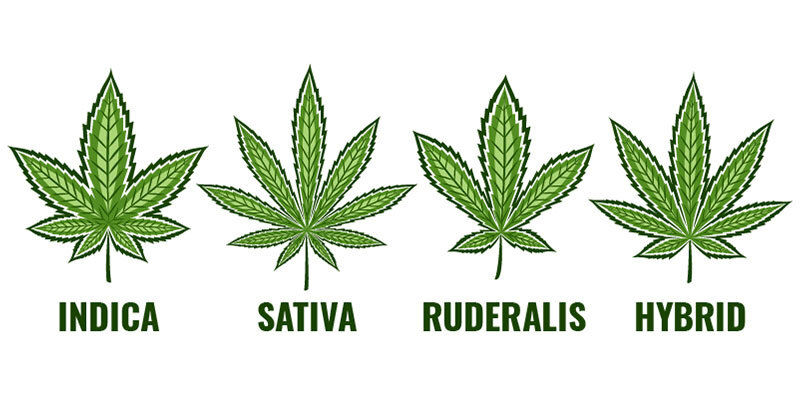 ¿Qué Son Las Variedades Índica, Sativa E Híbridas?