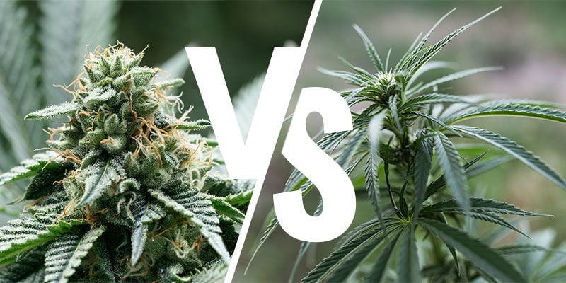 ¿Producen Las Índicas Y Las Sativas Efectos Diferentes?