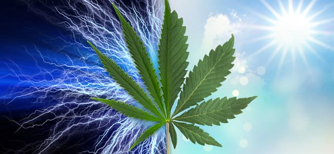 Sativa Vs. Indica: Cualidades