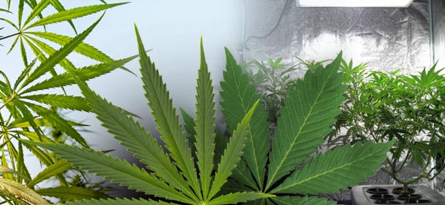 Sativa Vs. Indica: Diferencia En El Crecimiento